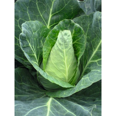 Семена капусты коничной Агро F1 (65 дней) (2500 сем.) Lark Seeds